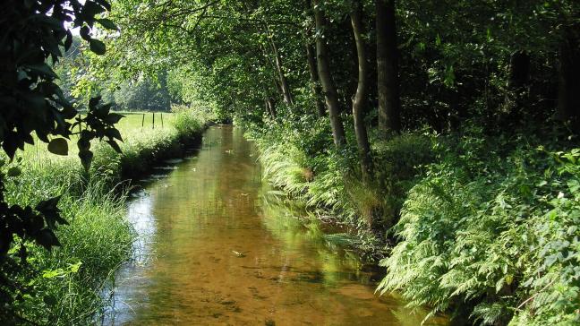 Door de droogte worden waterlopen geplunderd, aldus Natuurpunt.