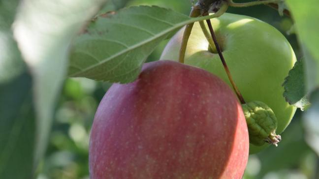 De appel- en perensector wordt geplaagd door lage prijzen.