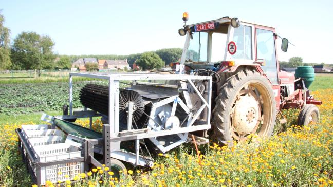 Oogst van goudsbloemen met een aangepaste machine van ILVO.