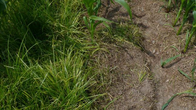 Een landbouwer die een perceel heeft met knolcyperus moet teelten vermijden  waarbij grond wordt afgevoerd.