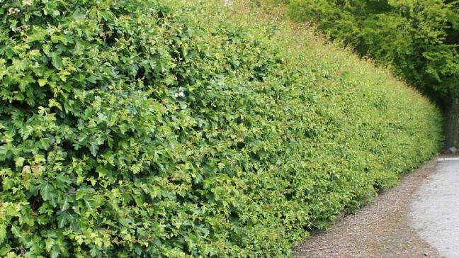 Meidoornhage sluiten goed aan bij een natuurlijk landschap.