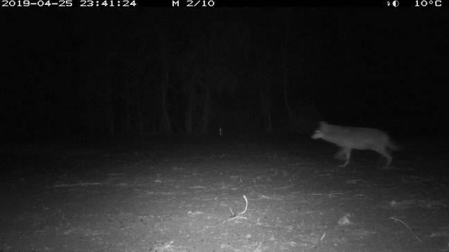 Op beelden van Natuur en Bos is Naya te zien met een bolle buik.