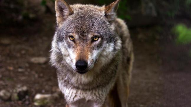 Welkom Wolf en Landschap vzw vinden schapenhouders die geen maatregelen tegen wolven nemen, ‘van slechte wil’.