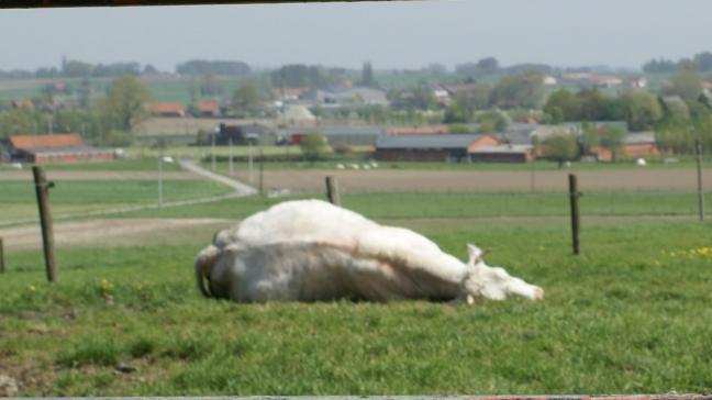 Het werkelijke aantal dieren dat overlijdt door weggegooide blikjes en flesjes ligt zeker veel hoger en vormt een echt probleem.