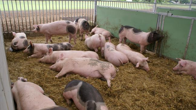 Weyts wil een keurmerk waarmee voor de consument meteen duidelijk is op welk niveau van dierenwelzijn is geproduceerd.