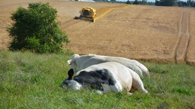 Veertien procent van de Waalse landbouwbedrijven is biologisch.