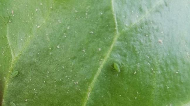 Voor de bestrijding van groene bladluizen zijn flonicamid en spirotetramat erkend.