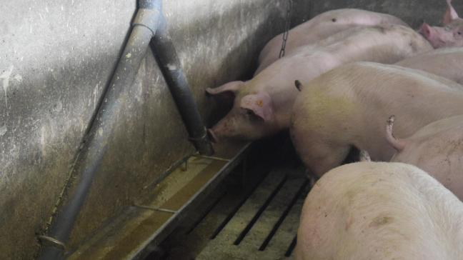 ILVO en UGent willen n nagaan welke factoren de karkasgroei per kg voeder beïnvloeden en hoe een varkenshouder kan inspelen op deze factoren. Ze zijn hiervoor op zoek naar bedrijven met een vleesvarkenstak.