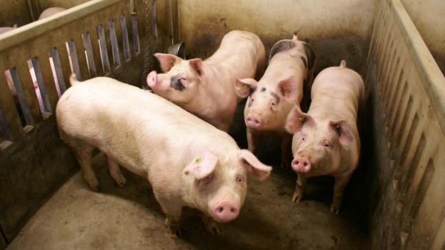 Helicobacter suis en Fusobacterium gastrosuis spelen een rol in het ontstaan van maagzweren bij varkens. De invloed van beide bacteriën verdient nader onderzoek, zodat maagzweren bij varkens efficiënter bestreden kunnen worden.