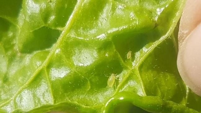 Het is belangrijk om uw bieten te beschermen tegen groene bladluizen tot en met de sluiting van de rijen. De behandelingsdrempel blijft twee groene bladluizen per tien planten.