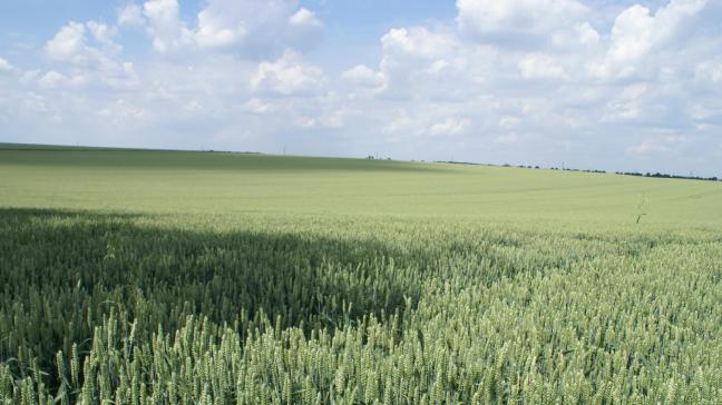 Het kan nog tientallen jaren zal duren om de huidige hoge fosforgehaltes in de bodems van de vele Vlaamse percelen binnen de vooropgestelde streefwaarden komen.