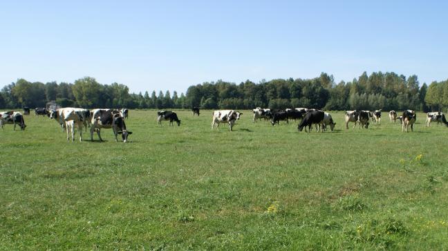 Houd koeien op hete dagen overdag binnen en laat ze pas na de avondmelking, als de warmste periode van de dag gedaan is, naar buiten gaan.
