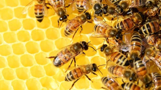 Volgens de BBF zijn er overal in Europa slechte oogsten.