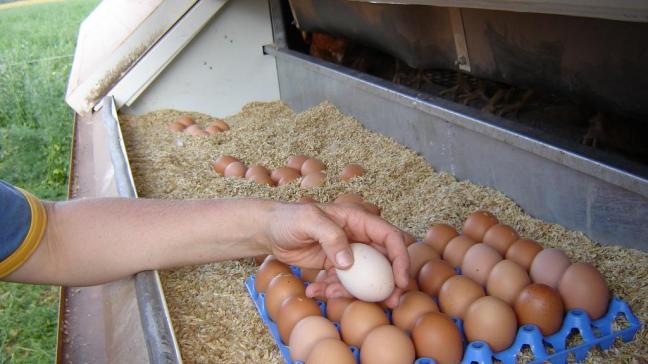 De fipronilcrisis leidde tot recalls van eieren. Honderden pluimveebedrijven moesten in 2017 tijdelijk op slot.