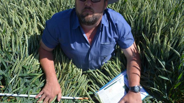 Andreas Vandersmissen, lid van Bayers Agri-team, toont het effect van verschillende 
fungicidebehandelingen in wintertarwe.