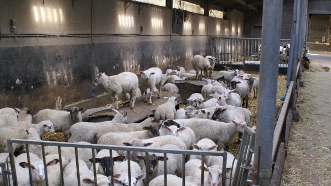 Gaia vindt dat het exporteren van schapen naar het Midden-Oosten verboden moet worden, omdat door de reis veel dieren zouden sterven of lijden.