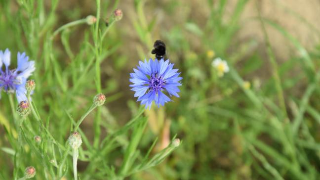 De bloemen zijn niet alleen mooi om naar te kijken, ze versterken de biodiversiteit doordat ze bijen en vlinders aantrekken.