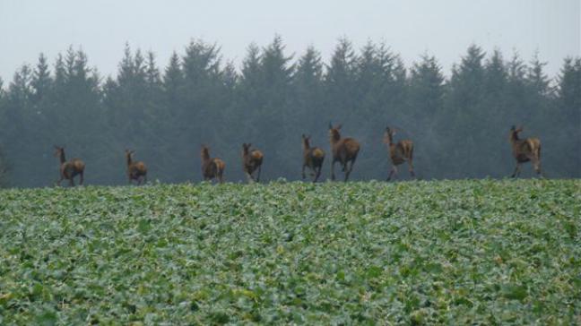 Volgens de jachtvereniging Hubertus Vereniging Vlaanderen bestaat het risico op aanrijding van overstekend wild in alle provincies in Vlaanderen.
