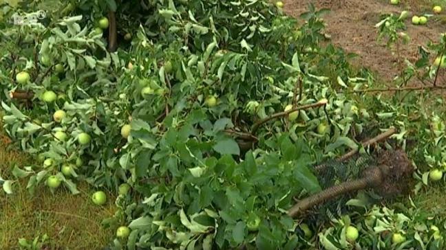 Enkele fruitbedrijven in Kortenaken werden zwaar getroffen door een storm.