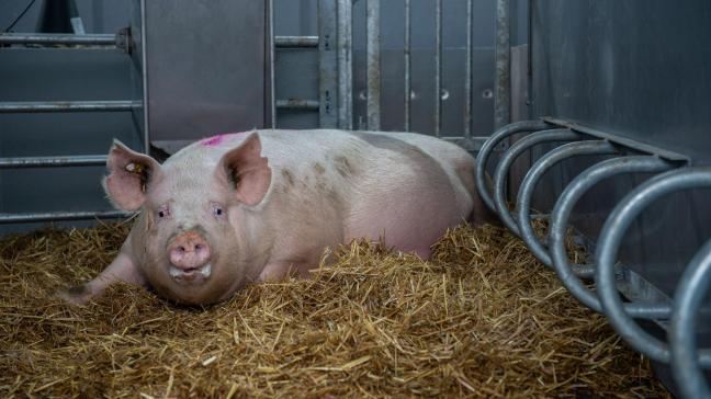 De illegale feiten waren een serieus risico voor de Australische varkensindustrie.