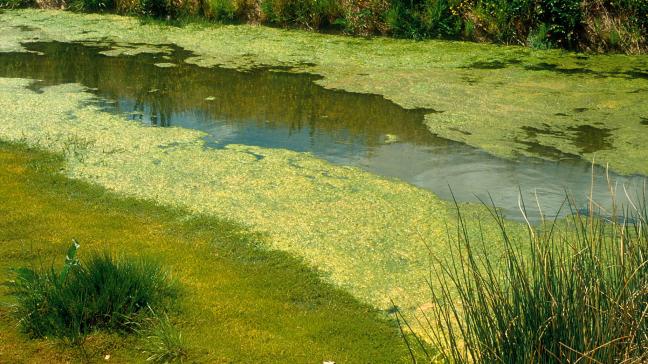 Cyanobacteriën of blauwalgen vormen een blauwgroene, soms roodbruine, olieachtige laag op het water en houden gezondheidsrisico's in voor mens en dier.