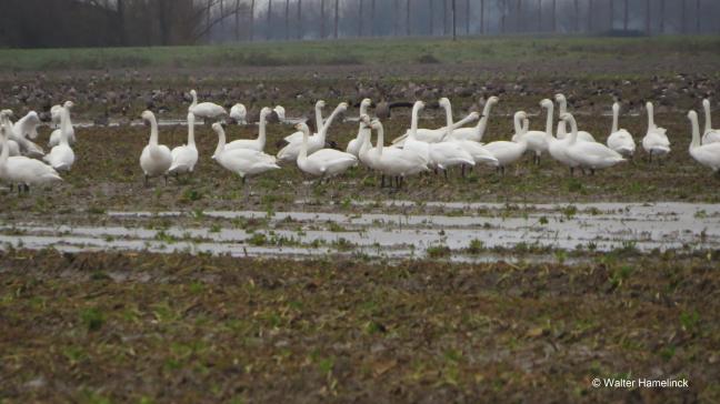 De kleine zwaan is een Europees beschermde wintergast.