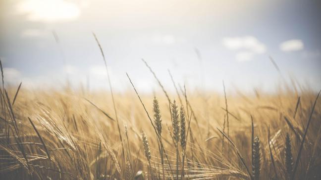 De provincie Limburg zou in de toekomst meer hittedagen tellen dan de rest van ons land.