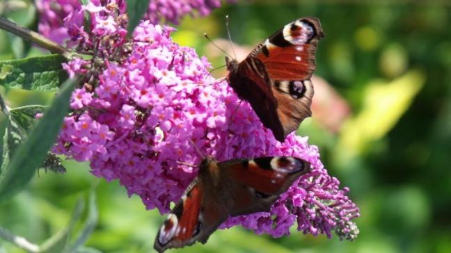 Buddleja davidii, met zijn opvallend grote bloemtrossen, heeft zijn naam vlinderstruik  niet gestolen.