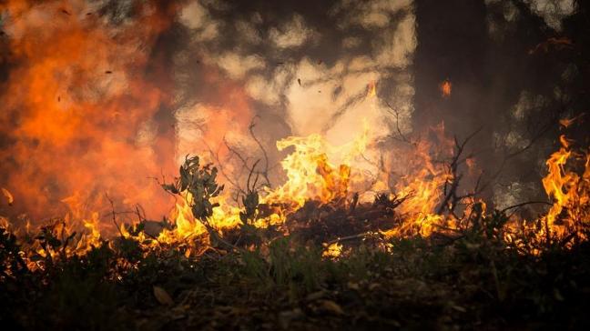 Sinds januari zijn er in het land al 83.329 branden ontstaan. Dikwijls zijn ze veroorzaakt door landbouwers of rundveehouders die meer land willen.