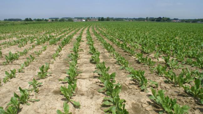 België is het grootste cichoreiverbouwende en -verwerkende land ter wereld.