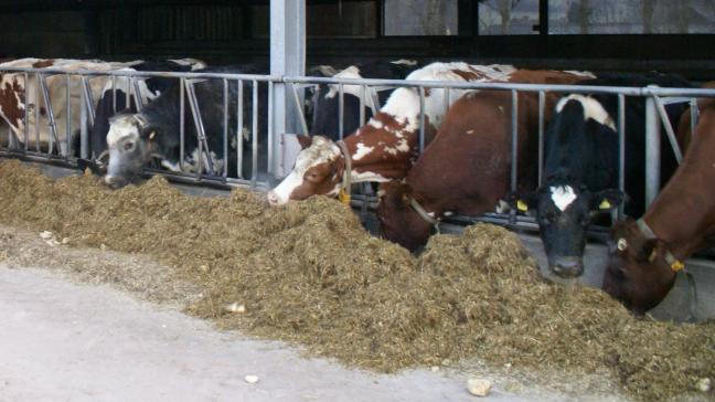 Op basis van een recent Greenpeace-rapport Mordue de Viande heeft Greenpeace België de impact onderzocht van de Vlaamse veeteelt die voor haar voeder sterk afhankelijk is van geïmporteerde soja.