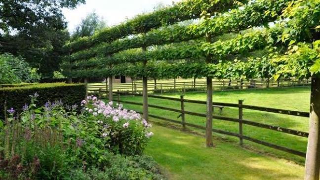 Leibomen zijn ideaal voor het vergroenen van stadstuinen.