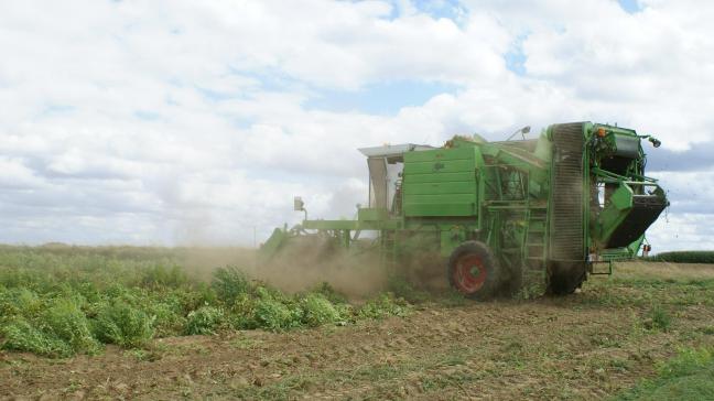 De aardappelsector is van groot belang voor Vlaanderen. De veredeling zal door de ontrafeling van het aardappelgenoom grote stappen vooruit kunnen zetten, denken WUR en Solynta.