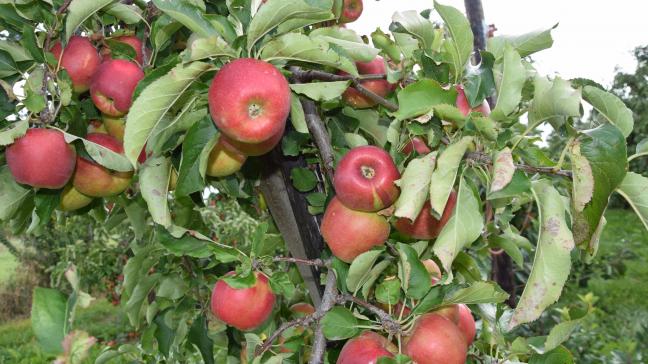 Belgen kunnen binnen en buitenlandse appels nauwelijks onderscheiden.