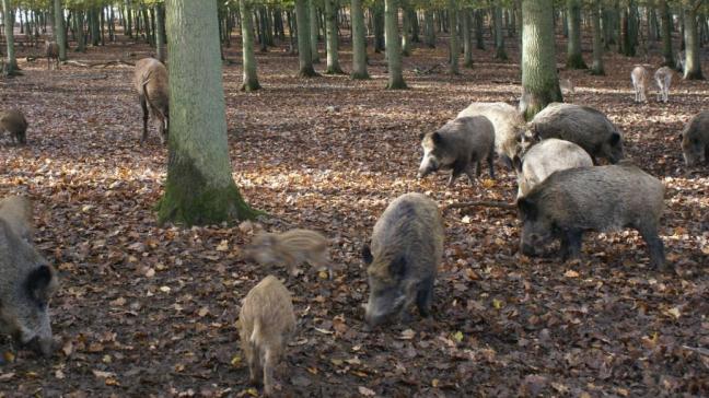 Het laatste viropositief everzwijn werd op 11 augustus aangetroffen.