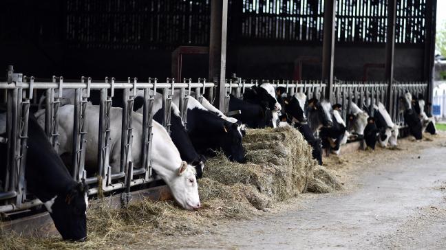 Volgens een Leuvense professor is het tijd voor een debat over krimp van de veestapel.