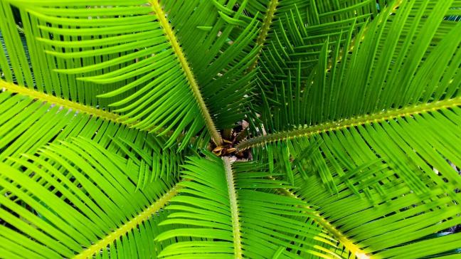 Over de eerste negen maanden van het jaar daalde de totale palmolieproductie van Sipef met 10,4 procent.