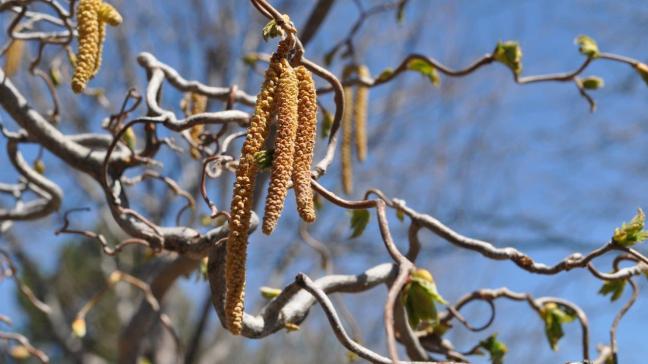 Corylus avellana Contorta heeft sterk kronkelende twijgen die naar alle kanten uitgroeien.