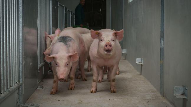Belpork wil varkenshouders helpen het antibioticumverbruik terug te dringen, en mogelijk te verminderen.