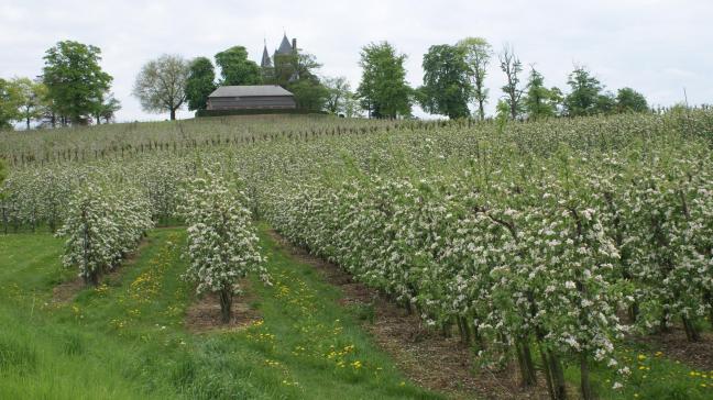 Het project Educatief pakket fruitbelevingscentrum in de stroopfabriek wil schoolkinderen terug in contact brengen met het Haspengouws fruit en de verwerking ervan.