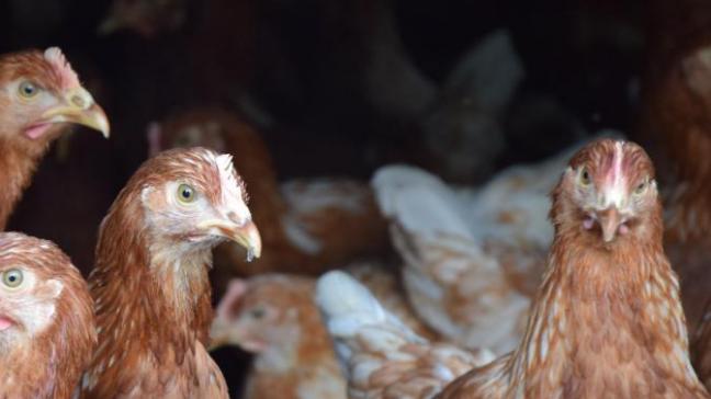 Vooral bedrijven in West- en Oost-Vlaanderen werden getroffen.