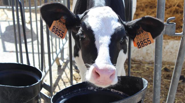 Uit de enquête van het project JongLeven bleek dat er nog werk aan de winkel is om 
melkveehouders te informeren en te overtuigen om hun jongveemanagement verder bij te sturen.