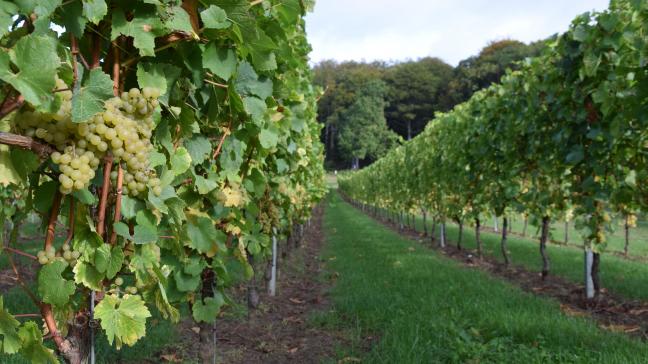 Momenteel zijn er in ons land 136 wijnbouwbedrijven geregistreerd.