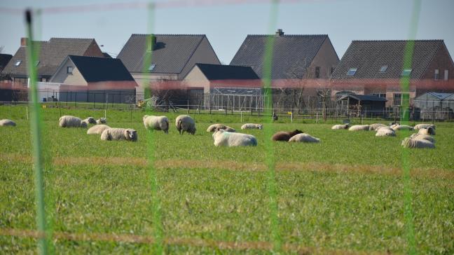 Nu het jachtseizoen weer in alle hevigheid is losgebarsten, zijn volgens Landschap vzw - de vereniging achter Welkom Wolf - ook de aanvallen op schapen weer begonnen.