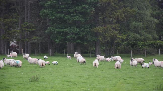 De meeste van de schapen zijn Schotse Zwartkoppen.