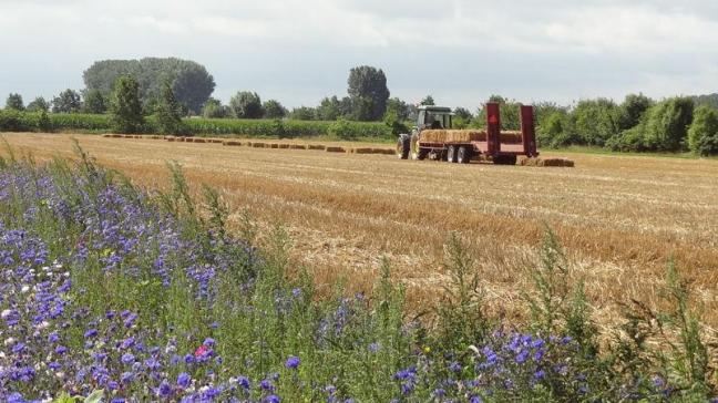 De gids biedt een boeiend overzicht van de belangrijkste puzzelstukken in het landschap: de bodem, landbouwteelten, houtige landschapselementen, het blauwe netwerk, gebouwen en infrastructuur en erfgoed.