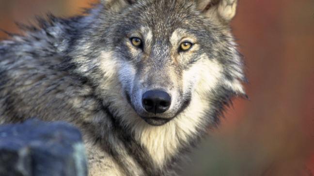 De wolf wordt te veel beschermd, vindt schapenhoudster Boudoin.