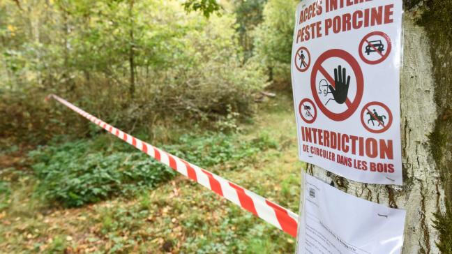 Afrikaanse varkenspest heerst in verschillende Europese landen. In ons land werd de ziekte in de provincie Luxemburg aangetroffen bij wilde everzwijnen.