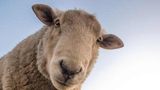 Verschillende dieren zijn uit het water gehaald, maar gevreesd wordt dat de dodentol onder de schapen heel erg groot is.