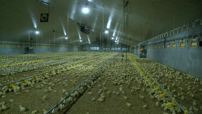 De Belgische pluimveehouderij ondervond door de Associatieovereenkomst opeens fel meer concurrentie van Oekraïne.